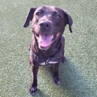 afkhamu (@hamuafk) 's Twitter Profile