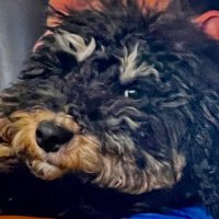 MHS_Tennis (@mhs_bear_tennis) 's Twitter Profile