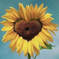 Anne (@anneinthemiddle) 's Twitter Profile