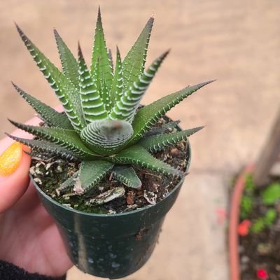 Recoverie4life's profile picture. Private blogger, MH advocate, Mental health survivor, Schizoaffectivedisorder,PTSD #InRecovery