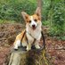 Corgi Heaven 🇺🇸 (@corgi_heaven8) Twitter profile photo Corgi Heaven 🇺🇸 (@corgi_heaven8) Twitter profile photo