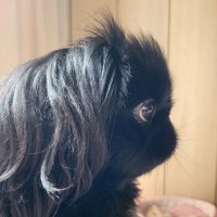 銀次郎(飼主) (@iczer_won_nyan) 's Twitter Profile