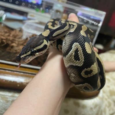 SundubuJjigae_3's profile picture. 猫5匹、ボールパイソンにコーンスネーク、フトアゴ飼育中。爬虫類は初めてなので分からないことあったら教えて頂きたいです🤲