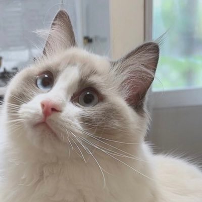 リンクスティップが目印のブルーポイントバイカラー🐈甘えんぼでおしゃべりなラグドール🍨めるちゃん♂（BD:2021/11/16）（お迎え:2022/5/4）しもべが運営しています めるちゃんのおともだちになってくれ〜〜🫶Instagram:@rag_mermer