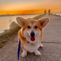 Mark_P_Oz2018 (@markpoz2018) 's Twitter Profile