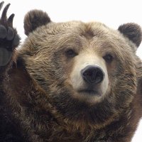 A Literal Bear (@fullbearmoon) 's Twitter Profile
