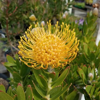 painted_birdy's profile picture. ⯌⯍⯌૮₍˶ᵔ ᵕ ᵔ˶₎ა rt spam😔 ⚝saw TXT in SF! 7/21/22 ⚝saw TXT in LA! 5/27/23 5/28/23 ⚝saw TXT in Oakland! 5/18/24 ⚝saw TXT in SJ! 9/9/25