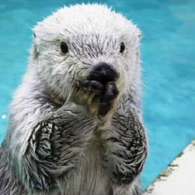 racco4962's profile picture. 