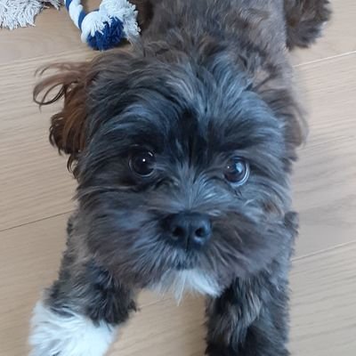 Rezoさんのプロフィール画像