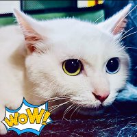 Chenggang Zhao (@chenggang_zhao) 's Twitter Profile
