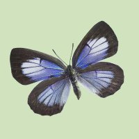 みがし (@nesimachus) 's Twitter Profile
