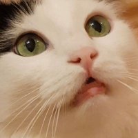 Taschi (@muffintaschi) Twitter profile photo