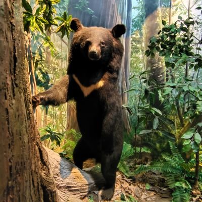 linxinc17430334's profile picture. 