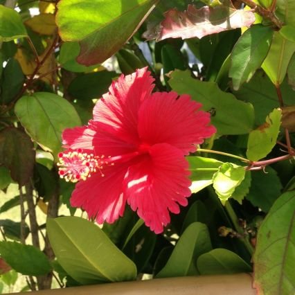 2525nikoichi's profile picture. 