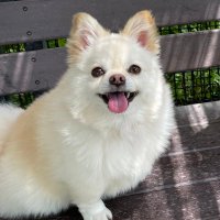 こゆ五郎 (@koyugoro) Twitter profile photo