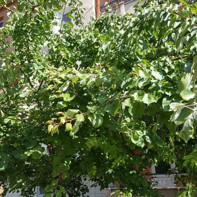 bilo5858's profile picture. bil bakalim alican snow feat