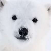 noyuko (@noyuko25) 's Twitter Profile Photo