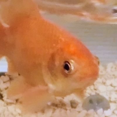 Flapping_KINGYO's profile picture. スポーツするのが好き＋ピアノも楽しい✨
金魚ちゃんをながめていやされる🍀
おいしいスイーツが食べたい🌈
eモータースポーツはじめました🏁(浜松eGPスクール生🌟小5)