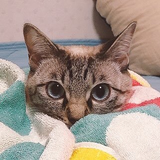 保護猫ほたてとの日常だったりなんだりかんだり.*･ﾟ .ﾟ･*.