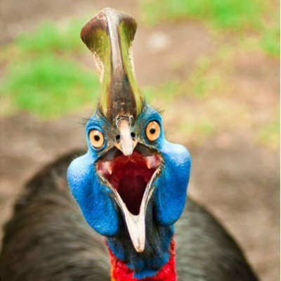 A cassowary with internet access. AKA my anonymous account which is now about Critical Role I guess.