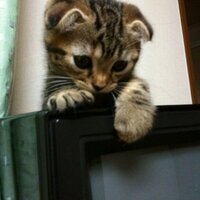 小僧 (@x3015) 's Twitter Profile