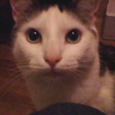 0lschok's profile picture. 