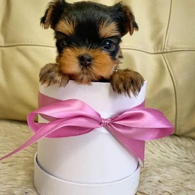 Hi I'm Benjamin!! A Yorkshire Terrier Toy. I love getting belly rubs, sleeping on my Mommy's chest and getting all kinds of yummy treats!!  😋🐶🐾