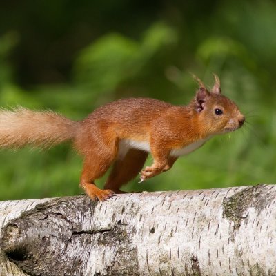 Brown Squirrel