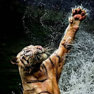 avila9's profile picture. jueguela