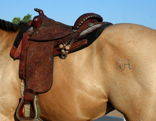 RzorbackRoundup's profile picture. This year is the 12th annual Razorback Roundup @ University of Arkansas! Held November 17, 2012! Follow us on twitter to stay updated on all things roundup!