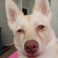 Deaditeknight (@deaditeknight2) 's Twitter Profile
