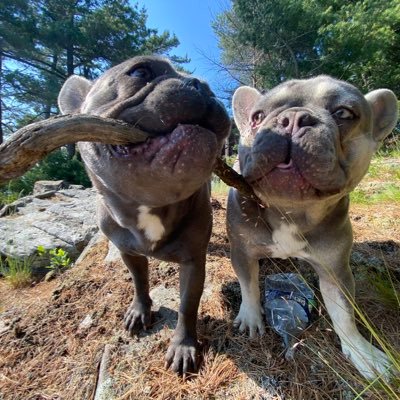 caphilltrish's profile picture. Ret. ABC News Coordinating Congressional Reporter; covered Senate/Congress, WH forever! Food vino yoga dogs 🙏🐶🍷 🍗