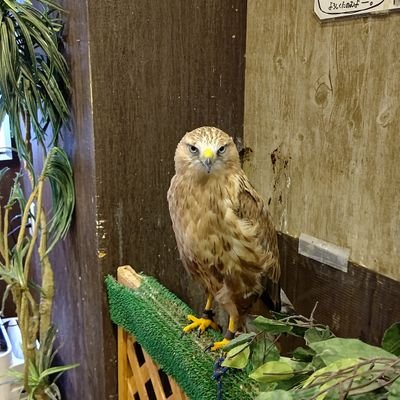 プロ野球、芸能、政治に関心があります。自分は、保守派と思ってましたが、一部狡賊の横暴さを見て、「天皇制不要の軍国主義者」に変わりました！！！
とにかく、富国強兵が必須です！！！アメリカを頼るな！！！北朝鮮に学べ！！！自公政権と財務省をぶっ壊せ！！！