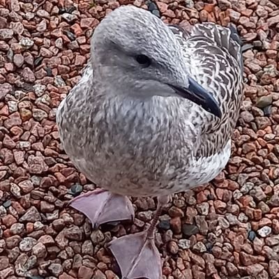 ABabySeagull Profile Picture