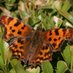 One Warton Garden (@awartongarden) Twitter profile photo One Warton Garden (@awartongarden) Twitter profile photo