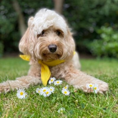 Hi, I’m Daisy a 4 year old cockapoo and registered PAT dog. I love visiting the Great North Children’s Hospital to make people smile