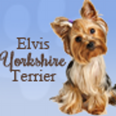 elvis yorkshire terrier