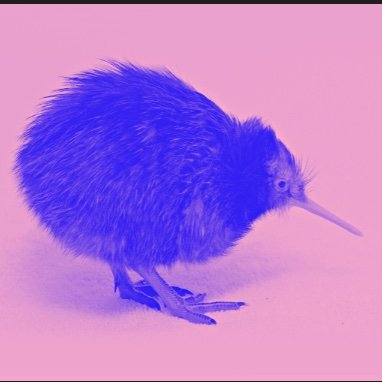 KiwiCAM 2022 (irl), the 10th+ annual conference for students of cognition, memory and other psychological sciences that catch your fancy.