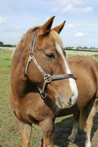 TonyPony14's profile picture. I am a chestnut 16 y.o. I love apples and parsnips. I love to get excited, running around my field bucking my back legs into the air and I love attention.