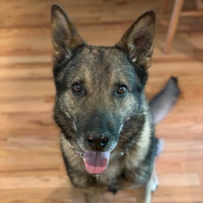 K9_Khan_retired Profile Picture