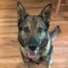 K9_Khan_retired's profile picture. I am a former working dog from a big-city department. A back injury has put me in early retirement and now I get to enjoy being a housewolf