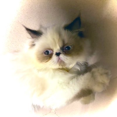 ラグドール・ピークノーズ(Ragdoll peaknose)♂のカンタです💕バリ島に住んでいます。🎂2022.5.4 & ペルシャ猫 マニス♀ 🎂2022.6.9 & 二代目トトロ♂ 🎂2023.10.18 #猫好きさんと繋がりたい