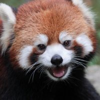 sushi (@oldsushimxma) 's Twitter Profile