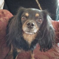 Diboba (@diboba1) 's Twitter Profile