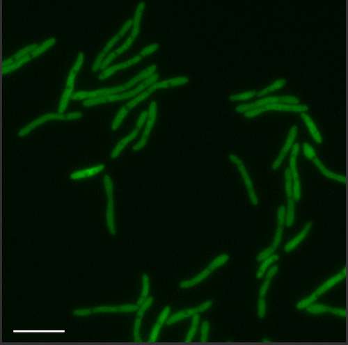 Dedicated to understanding how the bacteria that cause tuberculosis out-smart our immune system.