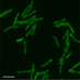 Tischler lab (@tischlab) Twitter profile photo Tischler lab (@tischlab) Twitter profile photo