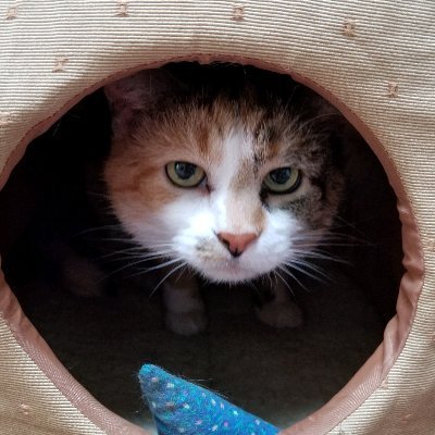 BluezCluez5's profile picture. HOCKEY. STL Blues. Cats and dogs. And other stuff!