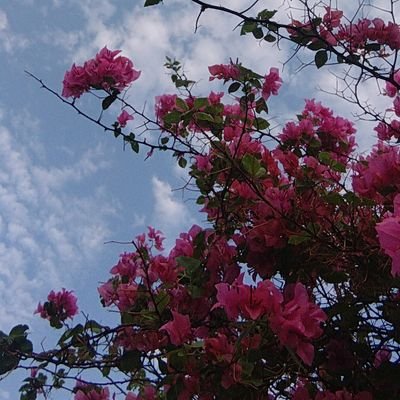 Flowery3Rose's profile picture. و آتأكم من كل ما سألتموه