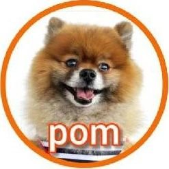 2014年3月30日生まれ
ポメラニアンの男の子
好奇心旺盛   食いしん坊みなさん仲良くして下さいね♥️youtubeに動画投稿もしているので遊びに来て下さい♥️DM待ってまーす✨ 
#ポメラニアン #ポメラニアン大好き #犬好きさんと繋がりたい  #youtube好きさんと繋がりたい