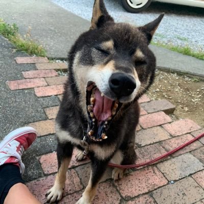 mda_mda's profile picture. MTBとSFを愛するメタボライダー。 ゆるゆるとした生活が好き。mongoose/giant/dartmoor/kestrel/panasonicbike/haro/araya/schwinn/focus/brodie/centurion